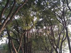 -黑胶星球(华发中城商都店)