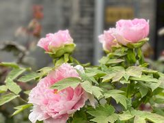 -恭王府博物馆