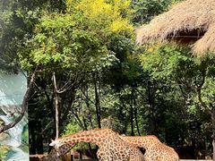 -北京野生动物园