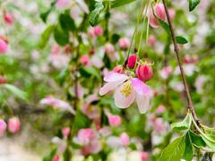 -海棠花溪(元大都城垣遗址公园)