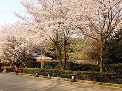 -武汉大学-樱园