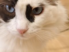 -有喵·猫咖·狗咖·30几只猫10只小狗(岗厦店)