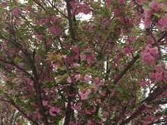 -天王浮山樱花园