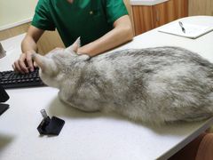-瑞鹏宠物医院·骨科·猫科·内科(第一中心)
