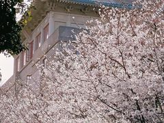 -武汉大学-樱园