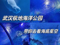-海合安武汉极地海洋公园