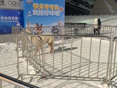 -沈阳奥体冰雪嘉年华