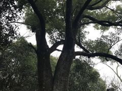 -武汉大学-樱园