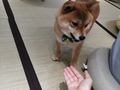 -逗柴咖啡屋·狗咖猫咖宠物桌游
