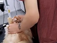 -爱洗澡的猫(望京店)