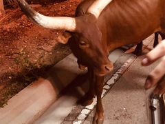 -清迈夜间动物园