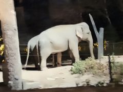 -清迈夜间动物园