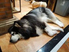 -more than meow吴止猫主题餐厅(承德 中船汇店)