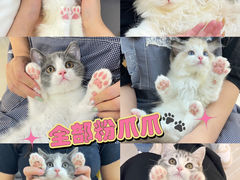 -lincat·猫舍(广州店)