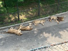 -大连森林动物园