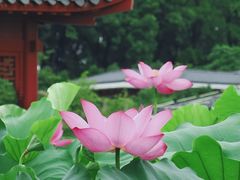 -东湖磨山景区