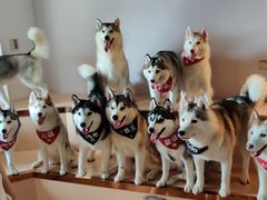 -Husky Go! 哈士奇体验馆·宠物咖啡厅狗咖