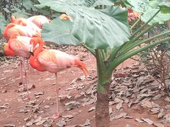 -海南热带野生动植物园