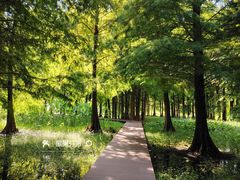 -溱湖国家湿地公园