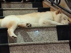 -喜柴咖啡·柴犬狗咖