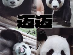 -栾川竹海野生动物园