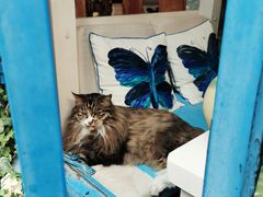 -Anne猫窝咖啡屋