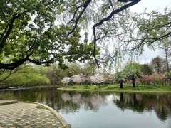 -上海共青森林公园