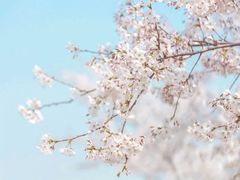 -天适樱花悠乐园