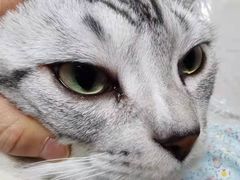 -纳吉亚猫专科动物医院博雅分院