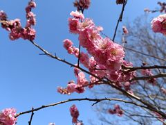 -梅花山(明孝陵内)