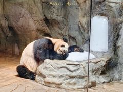 -深圳野生动物园