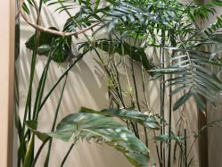 -雅曼妮spa美容养生