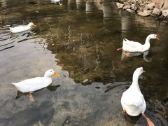 -Local泰莲庭(虹鳟鱼店)