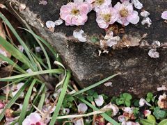 -蜀冈西峰生态公园