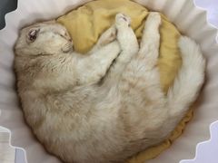 -喵的天空名猫咖啡馆·撸猫·猫舍·用品