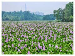 -白鹭湾湿地公园