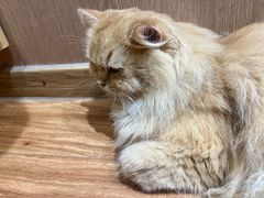 -MOCHA明星猫咖(田子坊店)