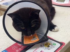 -宠颐生宠物医院·心肾内科·猫专科诊疗中心宠巢店
