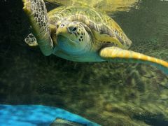 -秦皇岛新澳海底世界