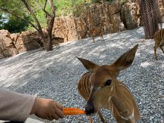 -北京野生动物园