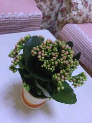 -维纳斯专业减肥