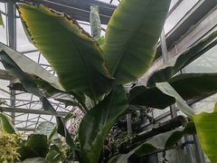 -呀路古热带植物园