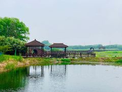 -荷塘月色湿地公园·向阳花洲
