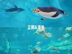 -珠海长隆海洋王国
