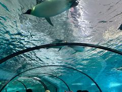-珠海长隆海洋王国