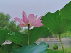 -莲花池公园