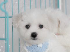 -翊宠yipet猫狗购宠庄园犬舍•猫舍