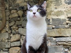 -喵屿·大理花园猫咖