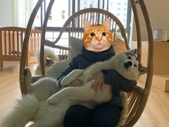 -Husky Go! 哈士奇体验馆·宠物咖啡厅狗咖