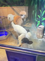 点击看大图 -未来动物城动物主题公园(大悦城店)